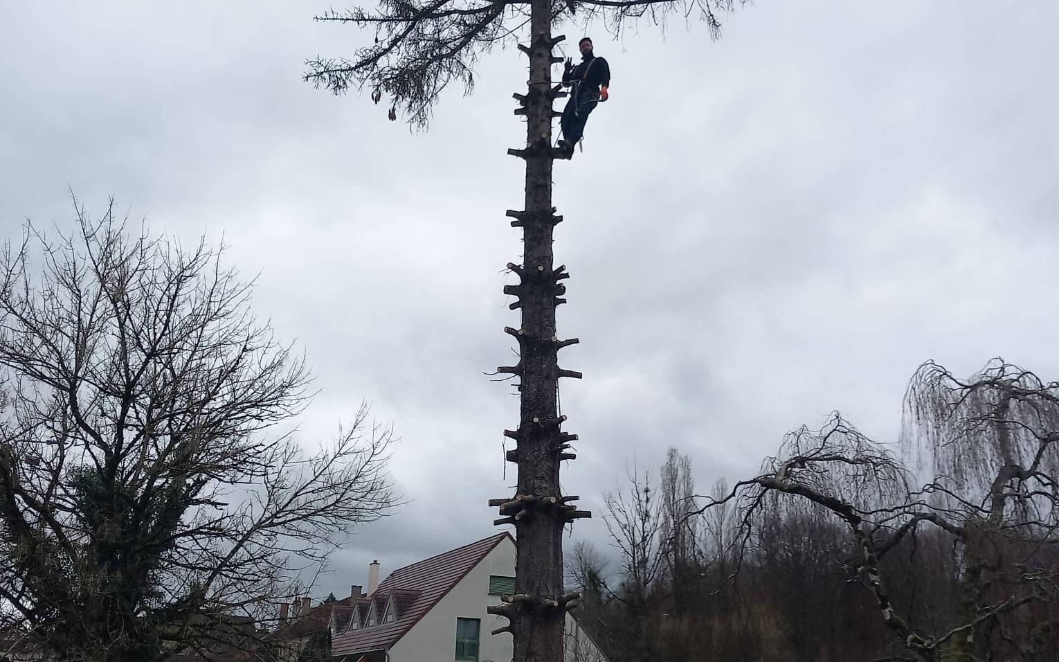 Élagage et entretien d'espaces verts à Dijon