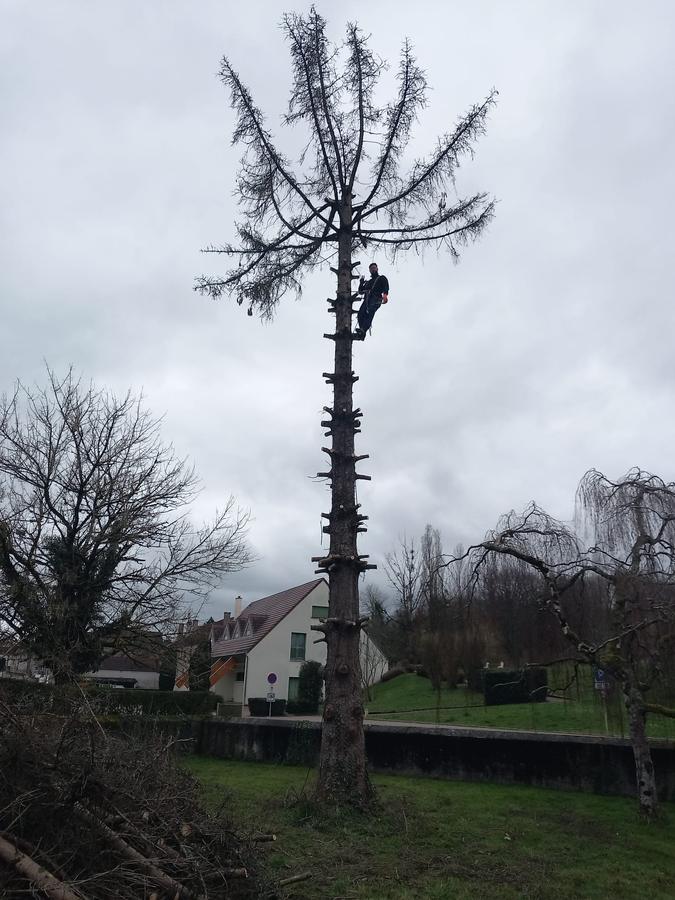 Élagueur grimpeur en intervention sur un arbre